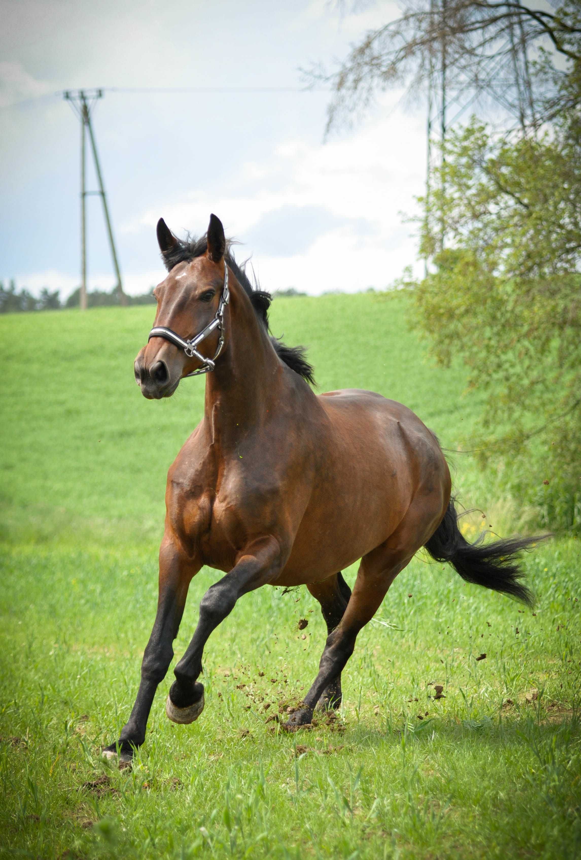 Klacz SP , 7 lat