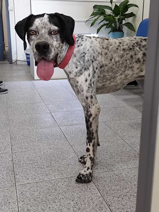BUZZ (Macho, Adulto) Para Adoção