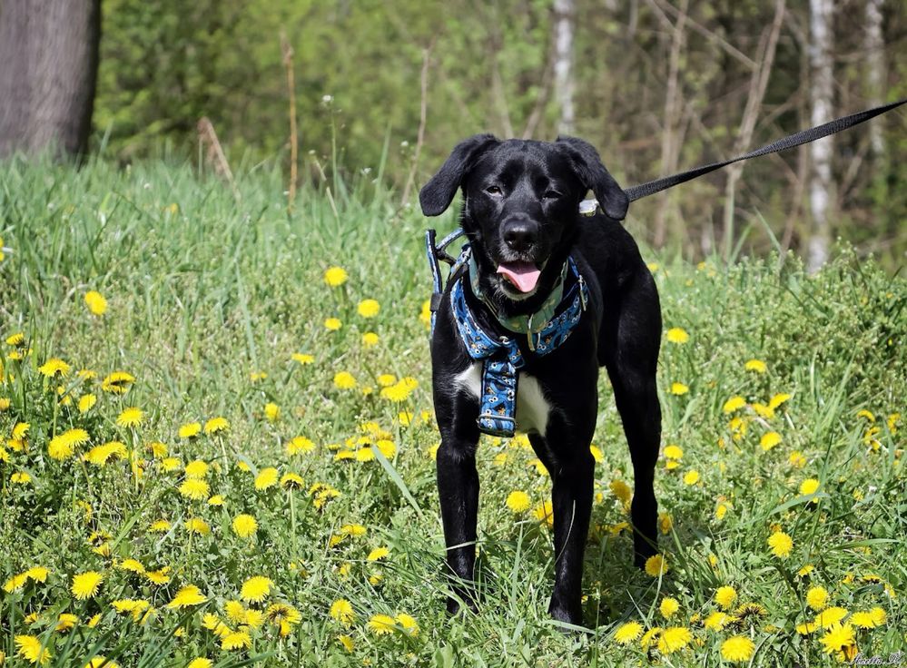 Super aktywny pies do adopcji! Młody pies w typie labradora szuka domu