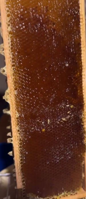 Натуральний свіжий мед урожаю 2025 року