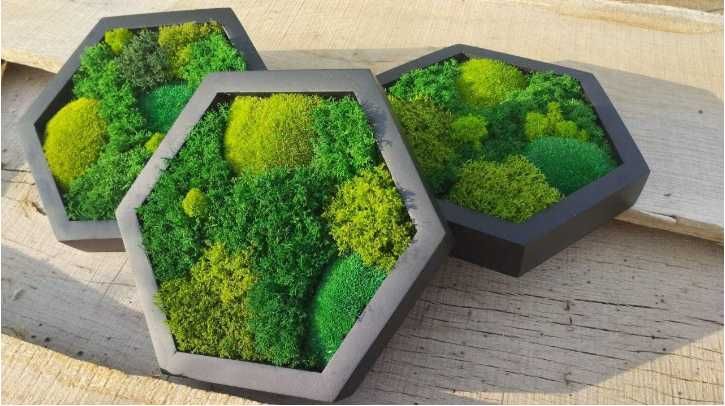 Мох у сотах,шестикутники з мохом, декор з моху