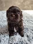 Przepiękny czekoladowy piesek Shih-Tzu do rezerwacji