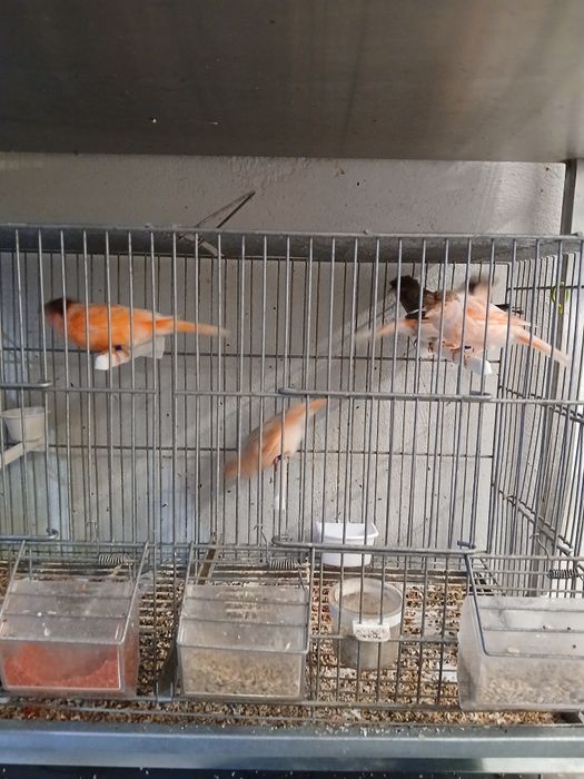 Canario Arlequim Português