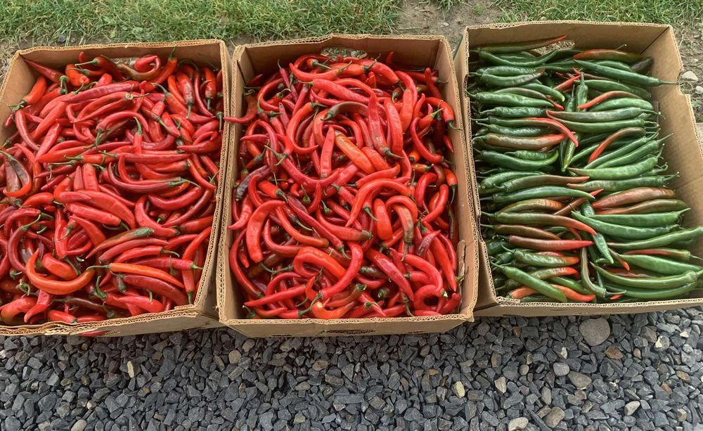 Перець гострий перець