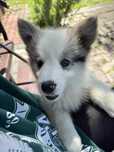Borden Colin blue merle