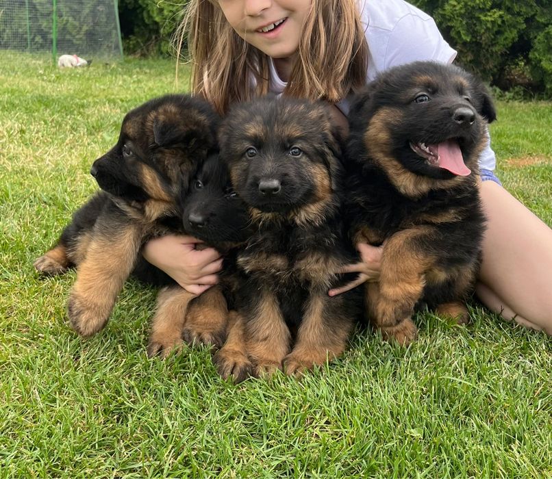 Owczarek Niemiecki Długowłosy. Szczeniak .