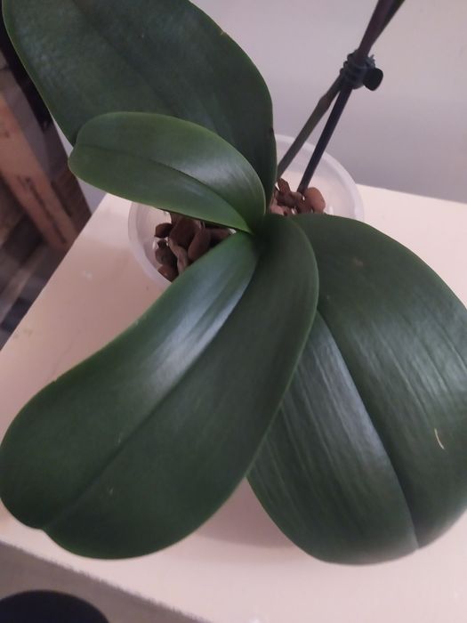 Орхидея пелор Кимоно  не цветущая