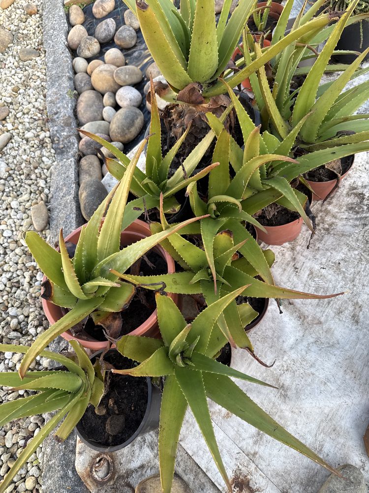 Plantas de Aloe vera