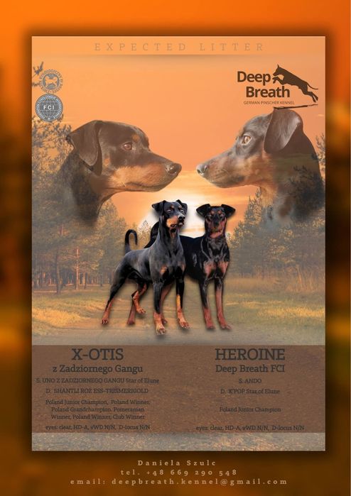 Suczka - pinczer średni - Shila