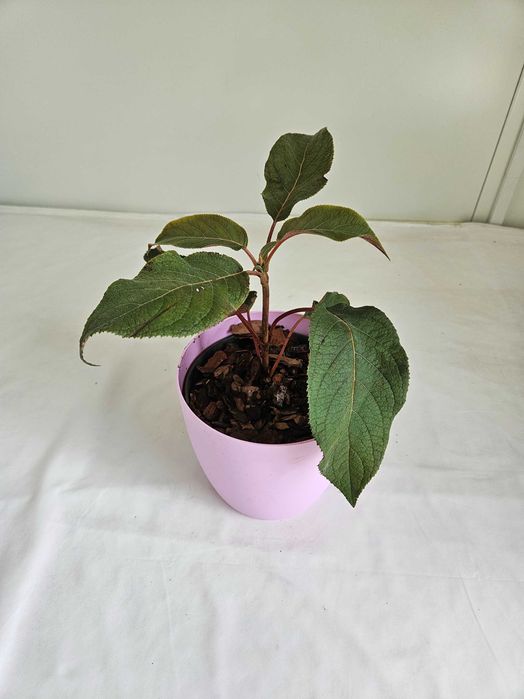 Hortensja bukietowa Hot Chocolate 35cm C2 – krzew ozdobny