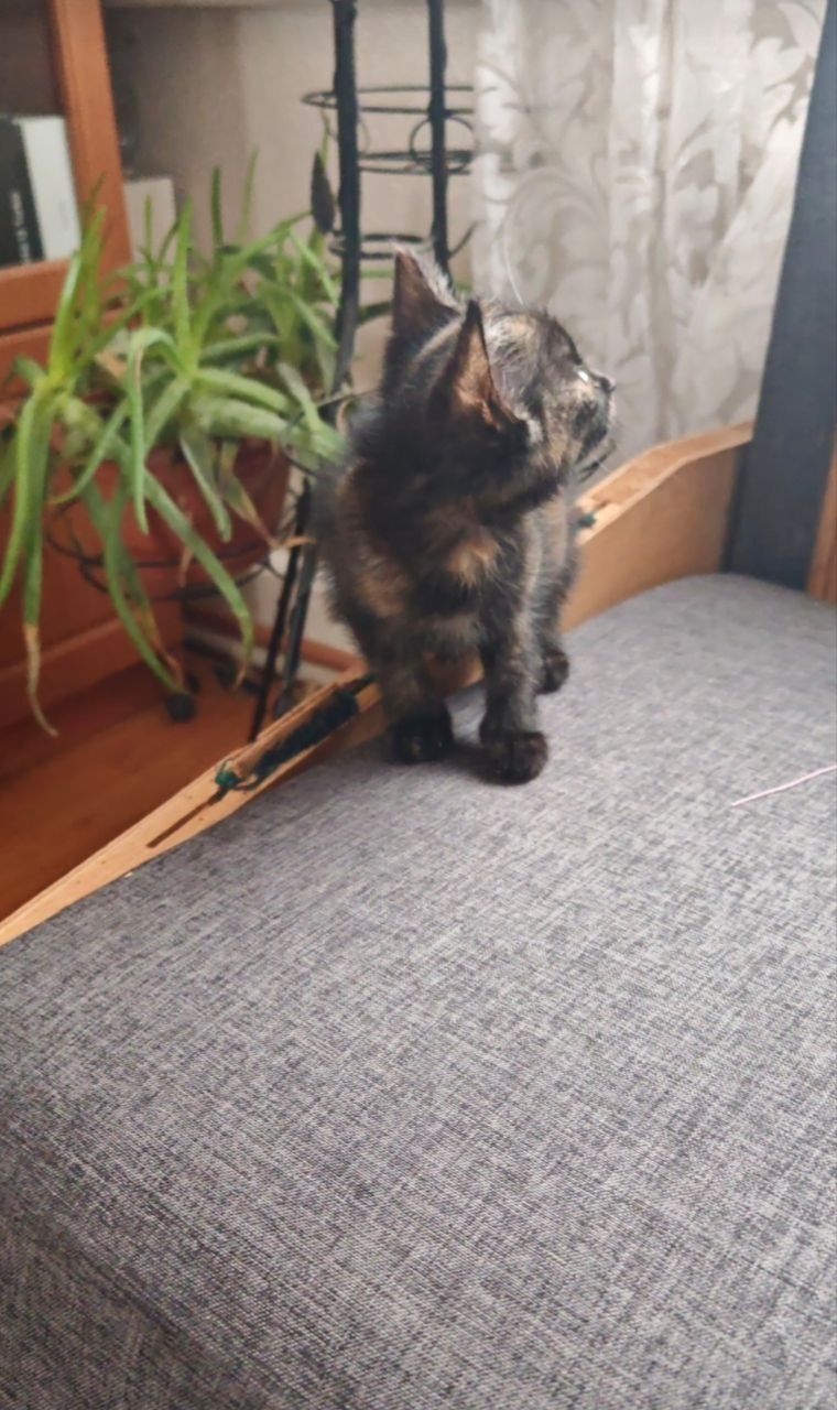Віддам кошенят в добрі руки