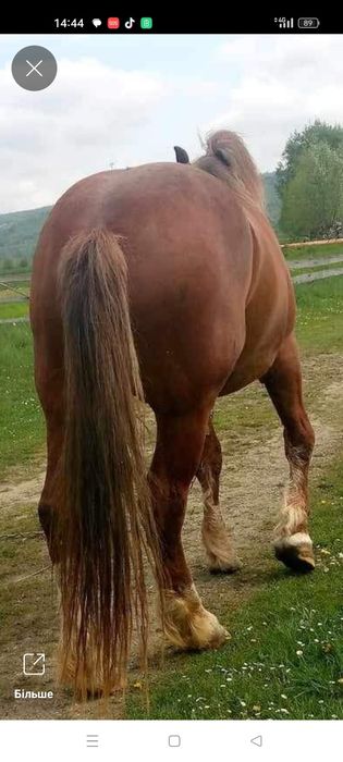 Продам жеребця..