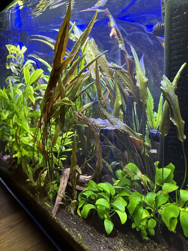 Akwarium optiwhite 81 litów