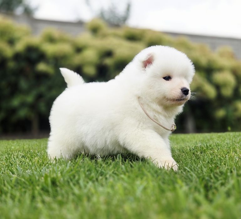 Samoyed Suczki ZKwP FCI