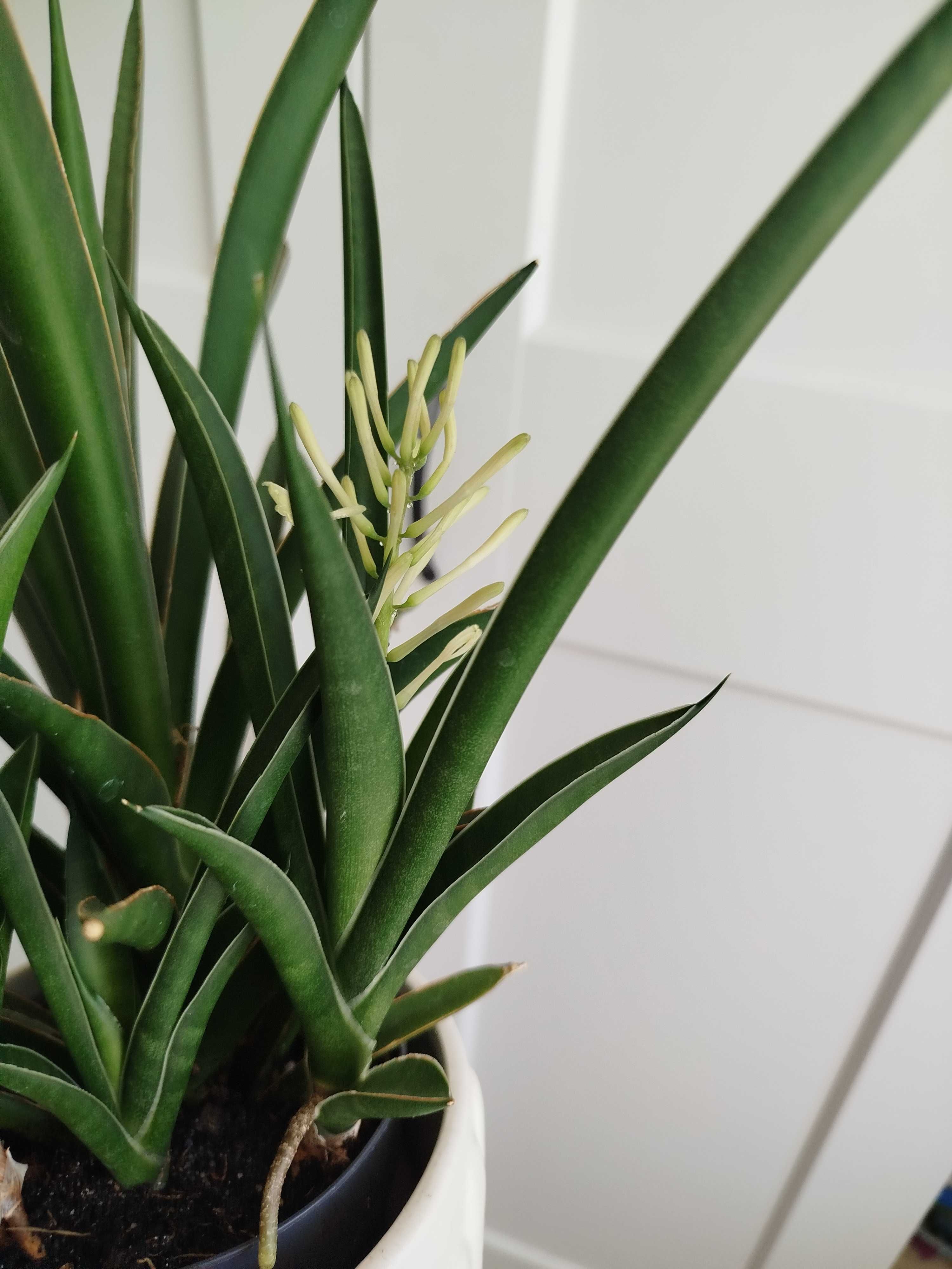 Sansevieria comet Amazon green, francisii spikey, kirkii friends
