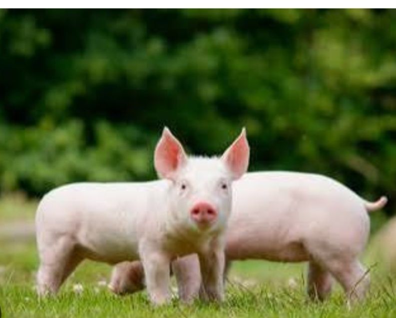 Prosiaki mięsne odchowane