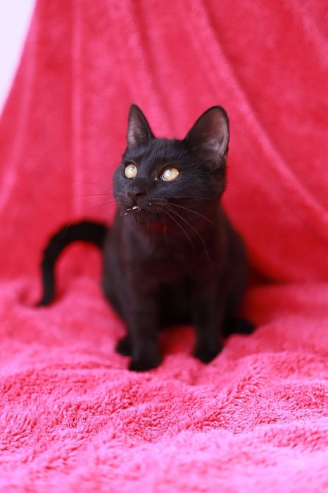 Niby czarna a przynosi szczęście ;-) daj jej szansę na nowe życie