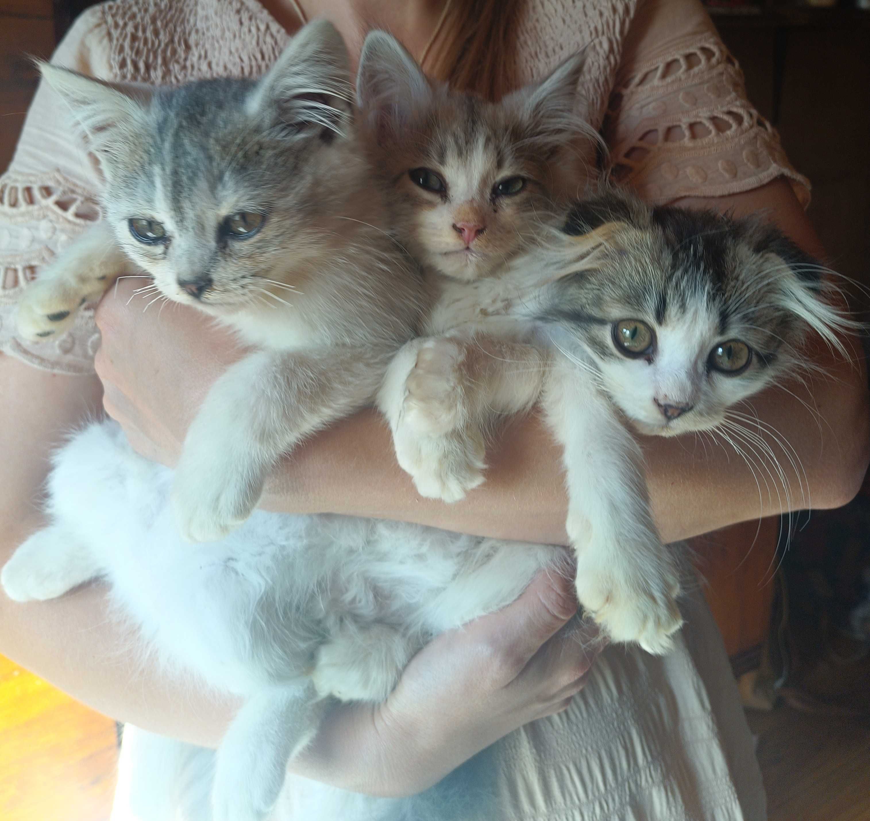 Продамо Кошенят!
