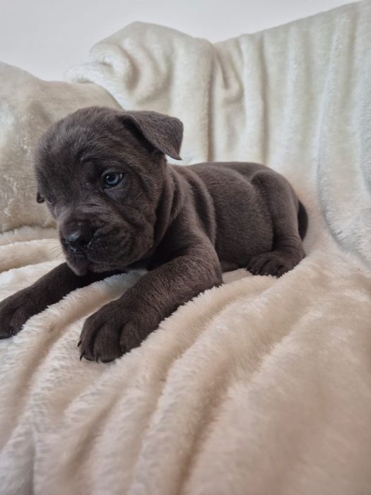 Cane corso Italiano