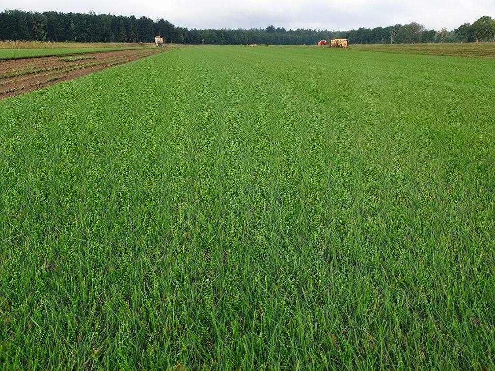 Trawniki z rolki Green Grass/Trawa plantacja/Producent