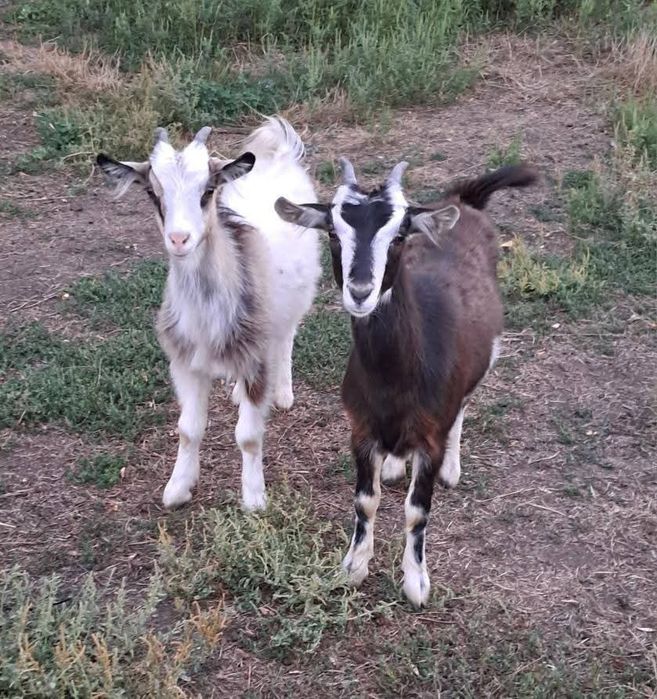 Продаж 4- х місячних  козенят