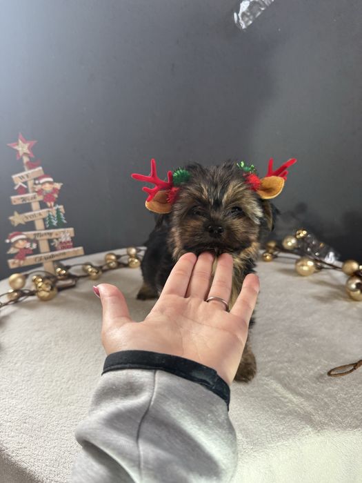 Yorkshire Terrier Macho Fofinho