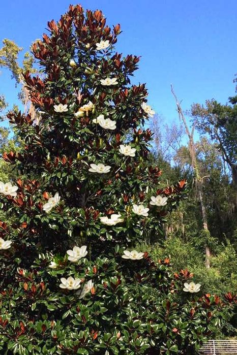 Magnolia grandiflora "Alta", wieczniezielona, ogromne, pachnące kwiaty
