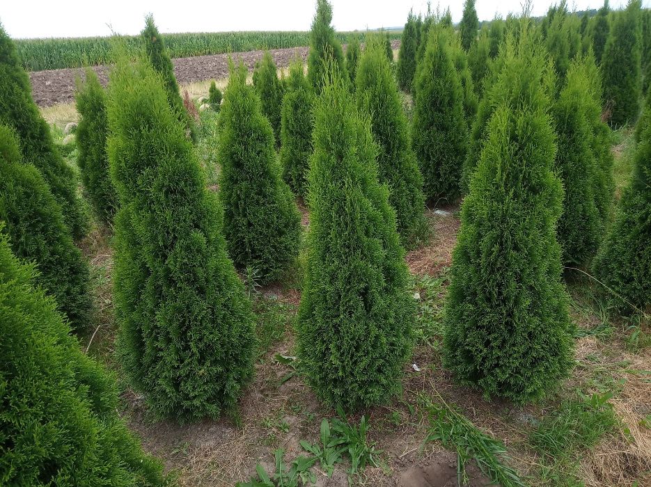 Tuja szmaragd,brabanta do 250cm, gęste, SADZIMY,Świerk serbski,srebrny