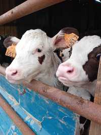 Vende-se vitelos raça Frísia e cruzados de carne