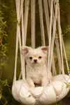 Chihuahua linia Tajlandzka
