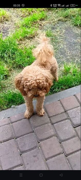 Той пудель вязка