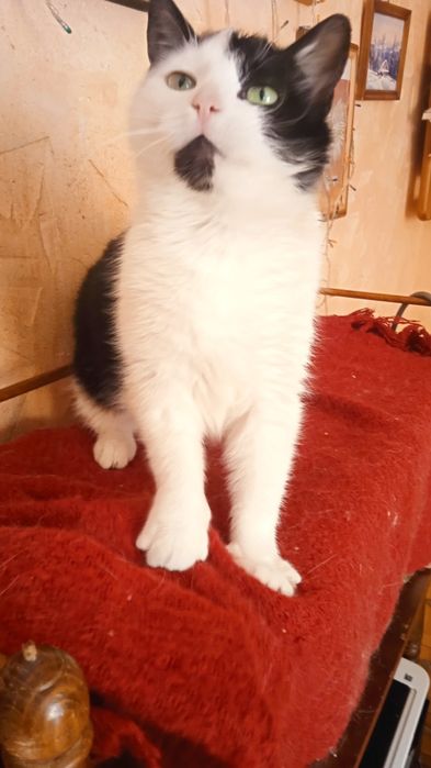 Стерилізована, лагідна киця