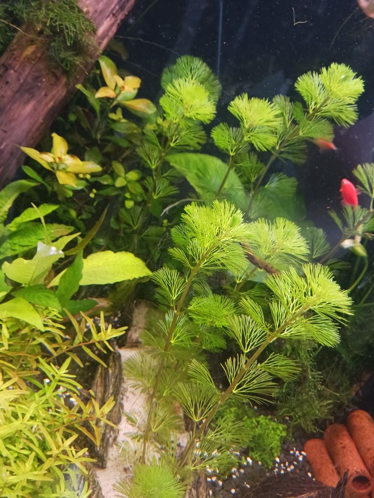 Zostaw roślinek do akwarium
