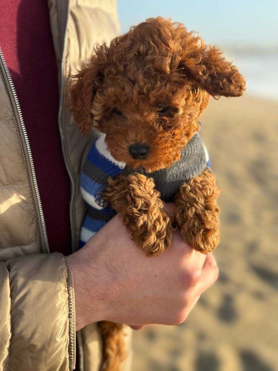 Toy Caniche Mini Micro Menino