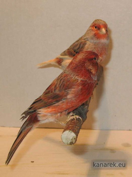 Sprzedam Kanarki, Zeberki oraz Gile Meksykańskie