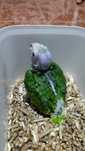 Amazona Xanthops