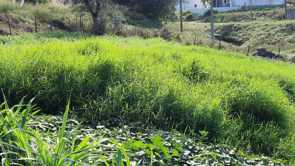 Pastagem muda para plantar