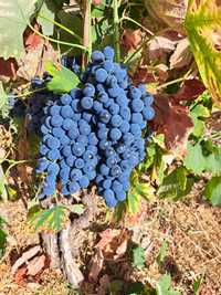 uvas brancas e pretas para vinho 0.25 cts /KG
