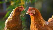 Kury Nioski młode z jajkiem ! Messa Tetra ISA Dominant Leghorn ! Dowóz