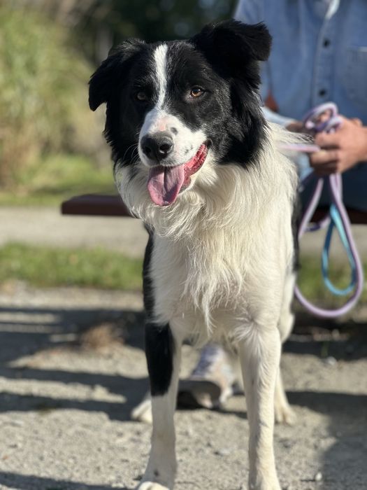 Pies border collie 10 miesięcy czarno biały