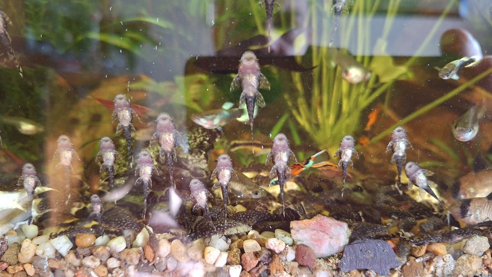 Glonojady Gupiki Molinezje Rośliny