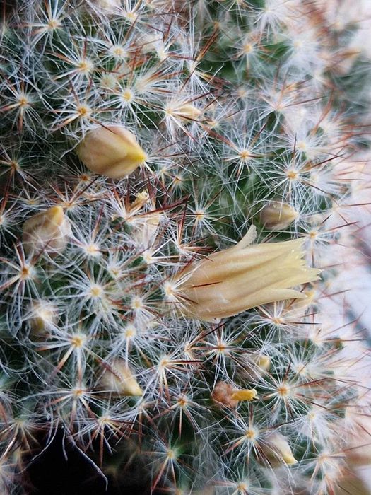 Кактусы. Комнатные растения