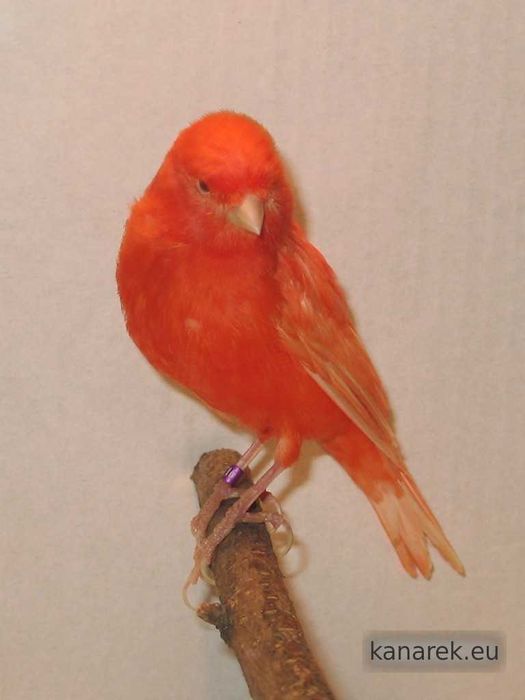 Sprzedam Kanarki, Zeberki oraz Gile Meksykańskie