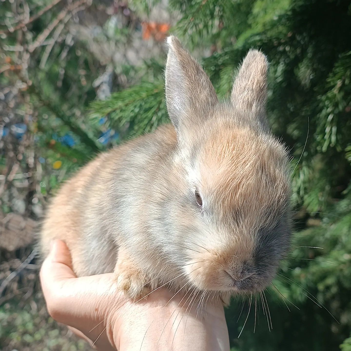 Трикольорова дівчинка, гладкошерстна міні кролик