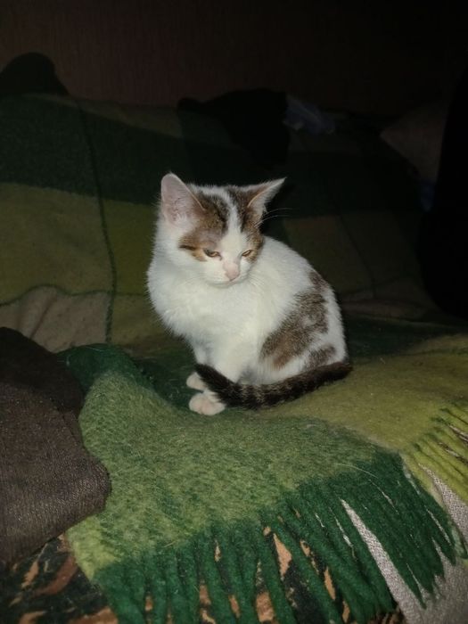 Киця Нюся 4 міс+безкоштовна стерилізація