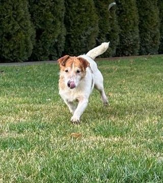 Jack Russell Terrier piesek