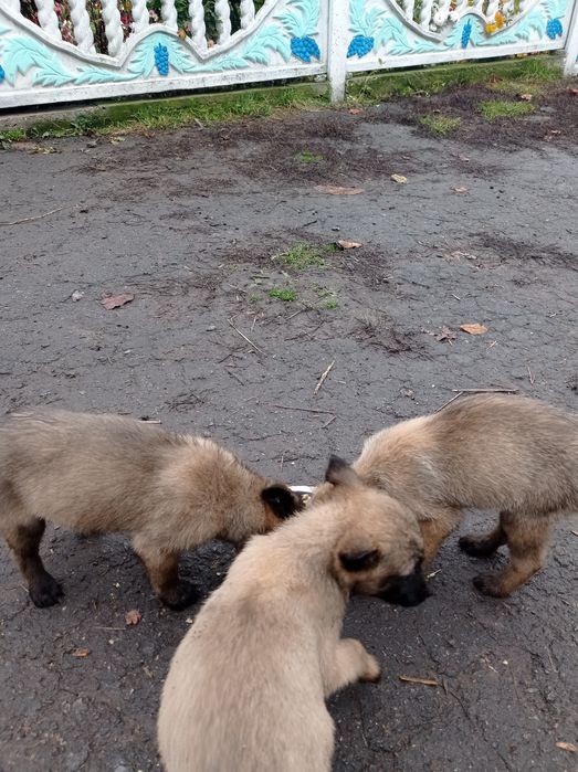 Цуценята бельгійської вівчарки
