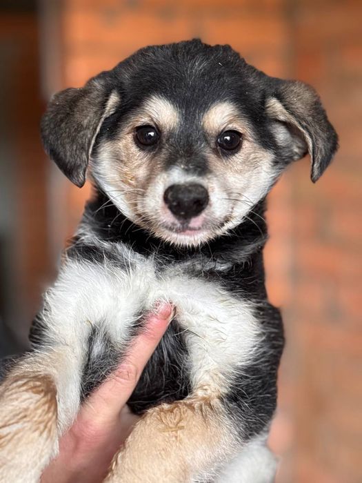 отдам бесплатно щенка, щенок в добрые руки