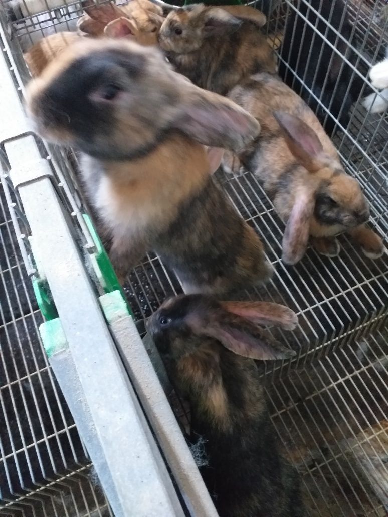 Coelhos tricolor