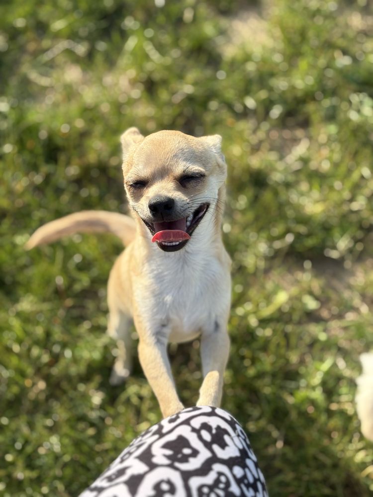 Chłopczyk chihuahua FCI